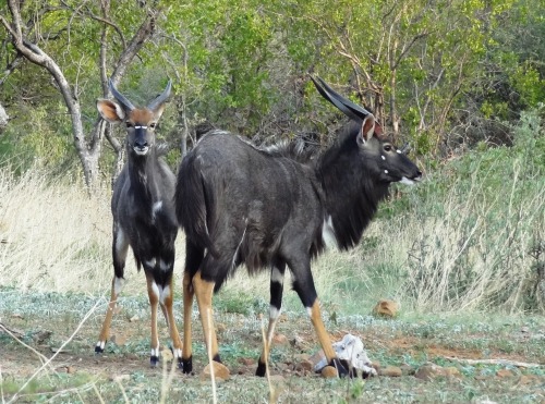 deermary:nyala bulls