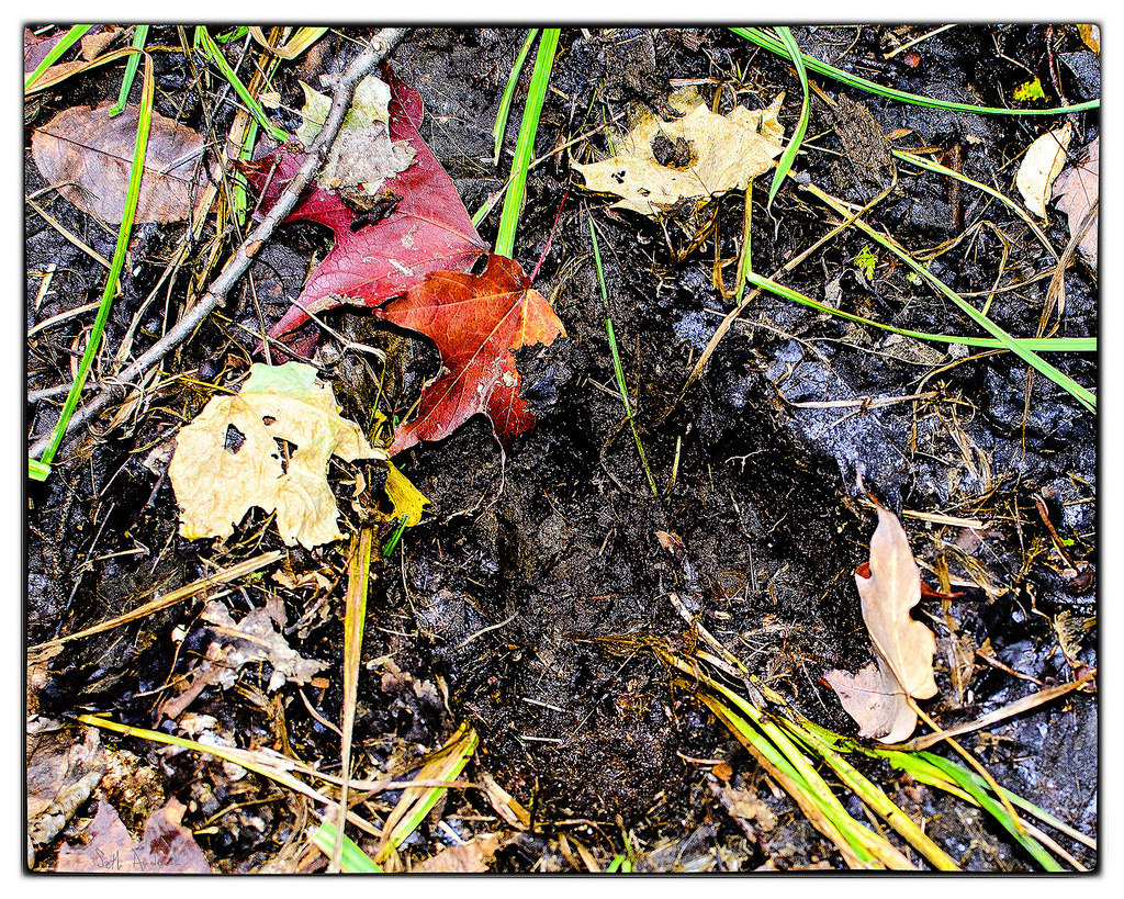 Moose Foot Print -
Frostpocket. The closest I got to seeing a moose was seeing his footprints. Not sure how old, but his stride was greater than mine, so he probably was taller than 7 feet (depending upon how moose hips are constructed) -
embiggen by...