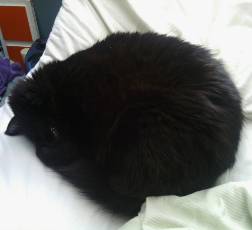 friendlyneighborhoodwerecat: Apparently it’s Black Cat Appreciation Day! I appreciate my littl