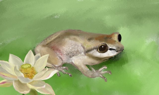 Happy Frog Friday ;-)  #dominican frog#digital drawing#lotus
