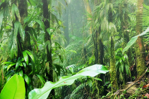 90377: Misty rainforest by Horst Vogel