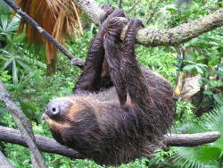 Sloth&hellip; I love sloths&hellip;