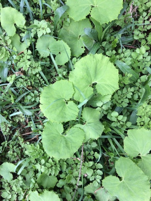 自然農野菜 一草 自然農野菜 一草