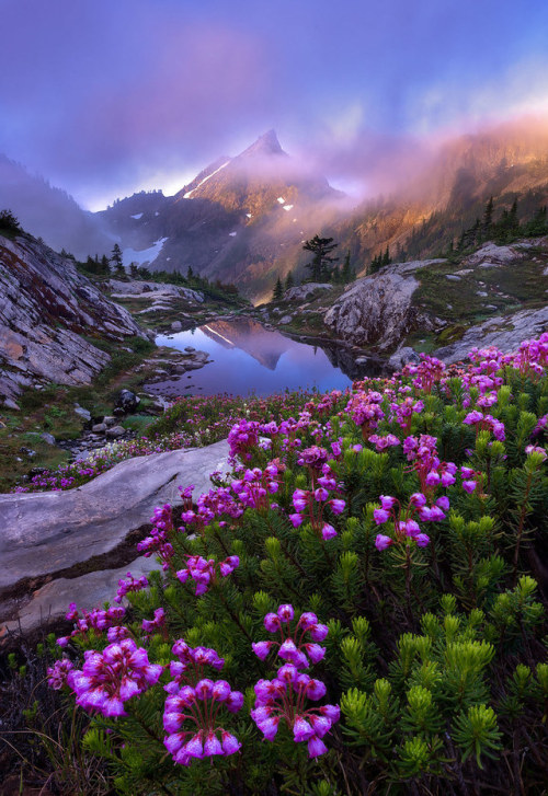 vurtual:Gothic Pink (by Jordan Ek)