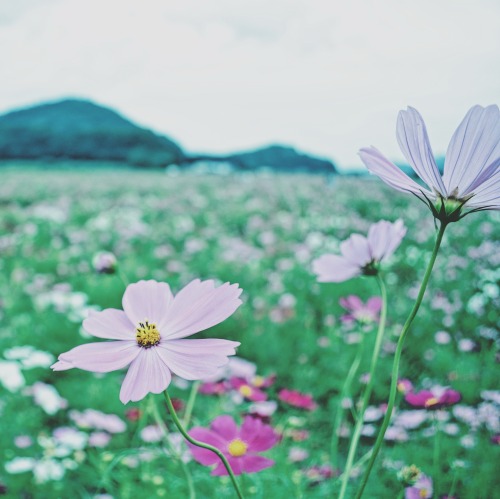 Cosmos In A Dream.