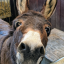 donksdonkeydonk