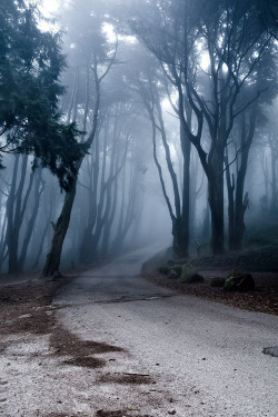 midnightinparis:  misty path   Follow me