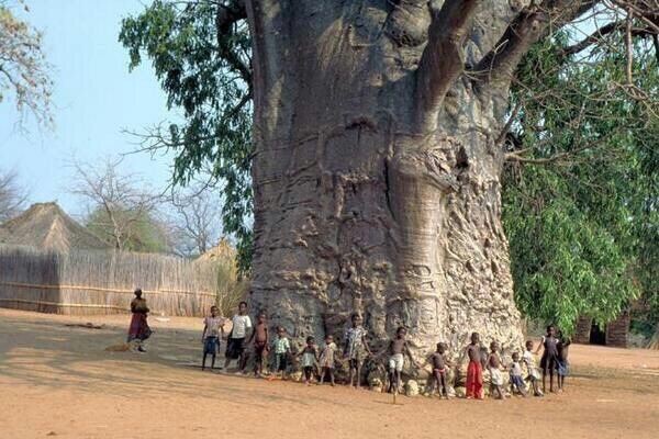 stunningpicture:  This is a Tree of Life and it is the largest of its kind.