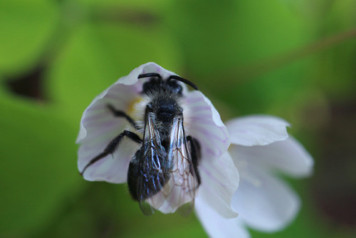 Andrena cineraria, ashy mining beeby 90377Instagram | Etsy Shop