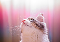 unimpressedcats:  majestic kitty 