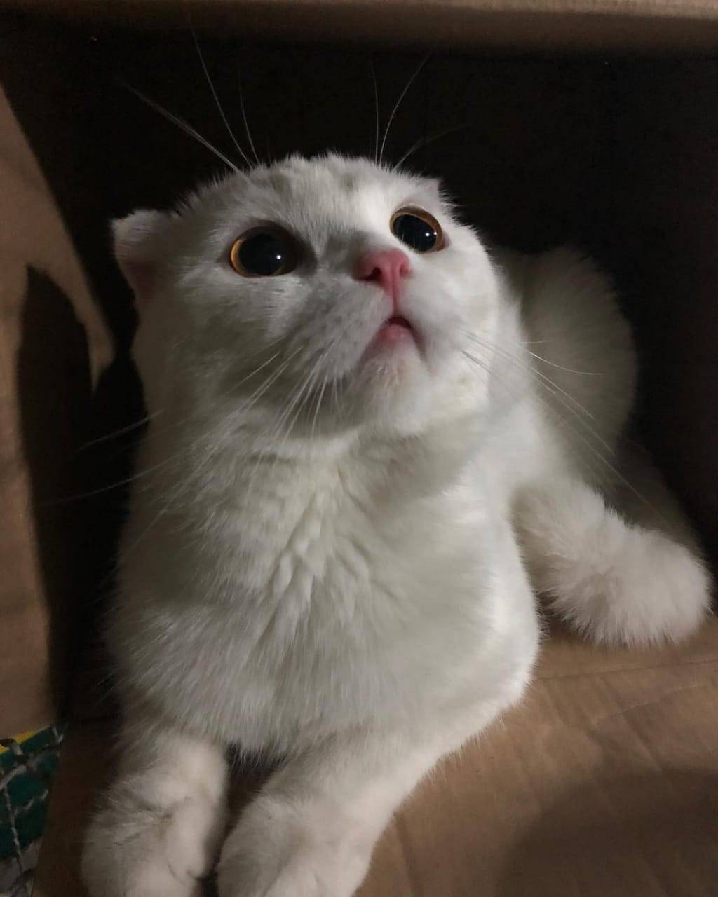 mondlichty:  R2cat.
