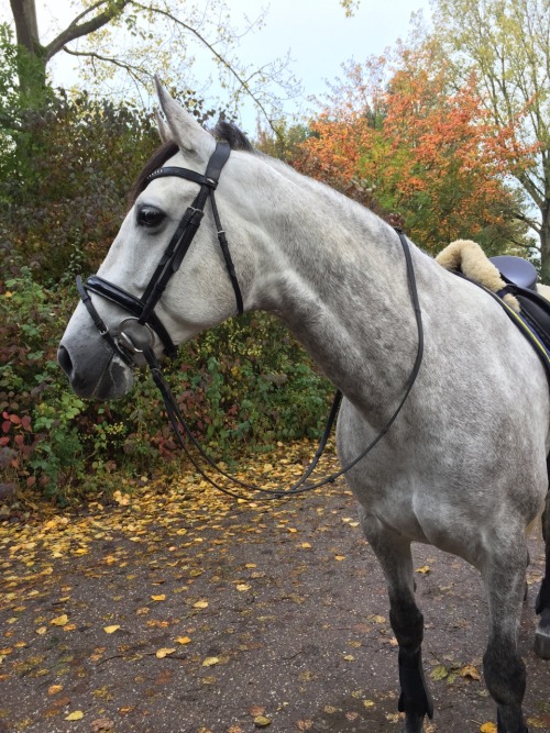 we-ride-like-a-pro: Enjoyed our hack around the forest ❤️