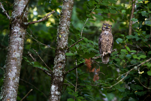 Great-horned Owl Panting in the Heat by Ken Shults