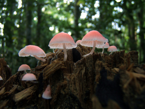 Porn Pics faerieforests:  pink mushrooms revisited