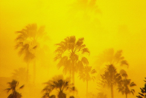 untrustyou:  Laura-Lynn Petrick  