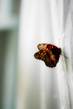 Left-Nut:   There’s A Butterfly By ~Shona Leah On Flickr. 