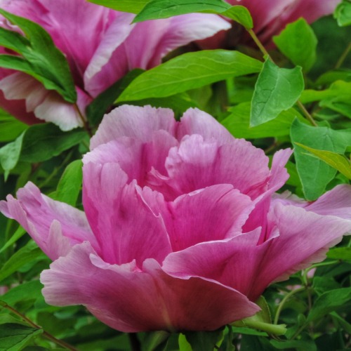 Spring Pink: Rhododendron and Peony, Washington Park Arboretum, Seattle, 28 April 2016.