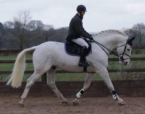 all-the-horses:  Balinmore Irish Rebel Rebelara x Irish Charm Irish Draught, Stallion 16.2hh Born 20