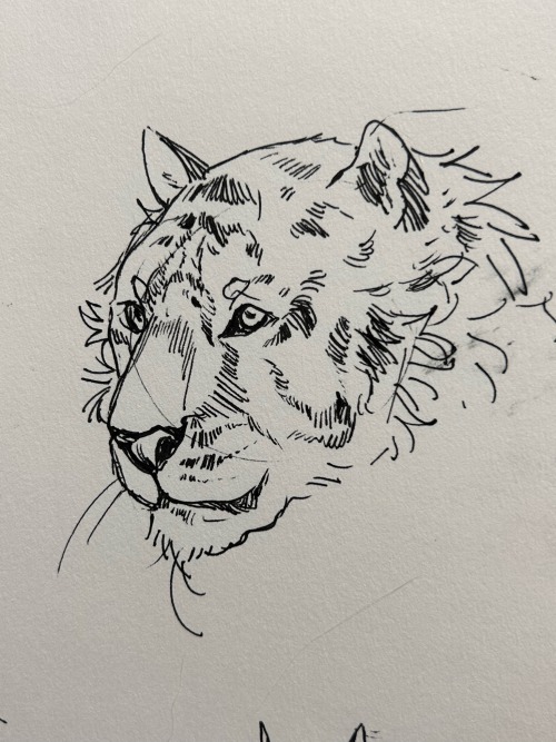 Animal Heads From Reference! I Love Drawing With Pen, Makes Me Think About What Im Putting Down. Im Also