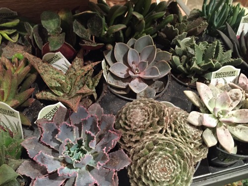 Lots of succulents at my local West Elm store! I’m out of space for new plants, but was tempte