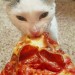 catasters: