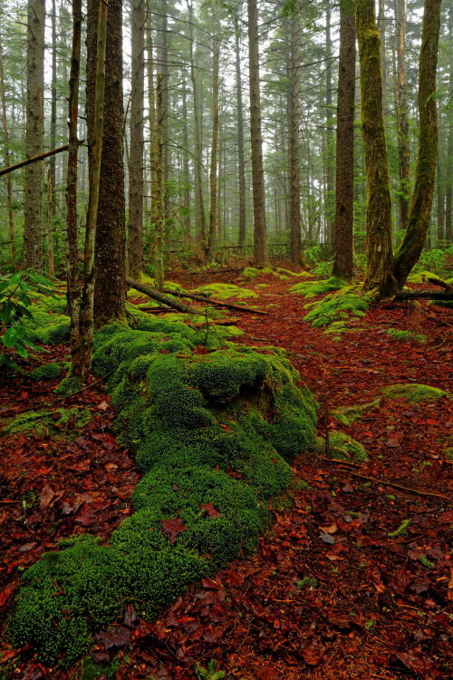 90377: Shaver Mountain Trail: Moss on the rocks by Shahid Durrani