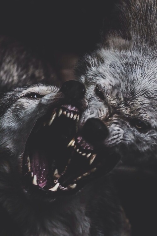 allmyinvisiblemonsters:  badwolfbadwolff when she’s angry   Awww.  I have nice teeth