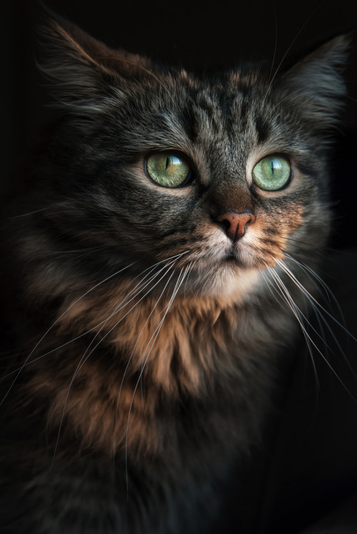 photogenicfelines: (Evaneo)