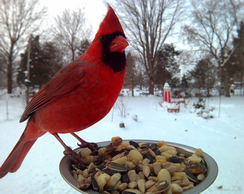thedarknessarising: mymodernmet: Woman Sets Up Bird Feeder Photo Booth to Capture Close-Ups of Feath