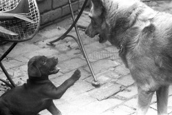 080969 27 by nick dewolf photo archive on Flickr.boston, massachusetts january 1970 addie and one of her pups dewolf home, beacon hill