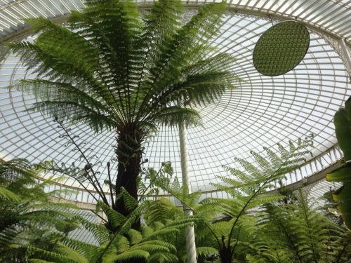 rachelcookgardendesign:The Glasgow botanic gardens, Tree Fernery.