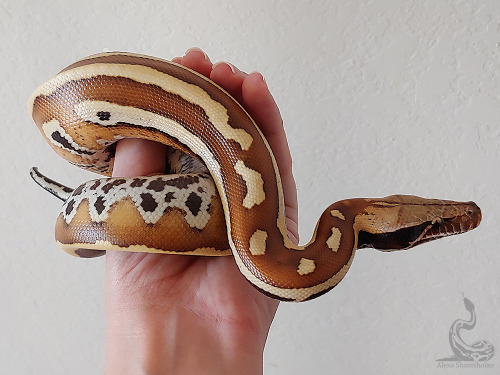 fimbry:Some striped bloods have belly striping too! It’s so pretty. This is one of my babies from la