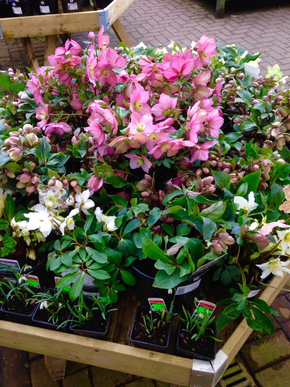 wisteria-spirit:I’m in love with garden centres, especially when spring is on the