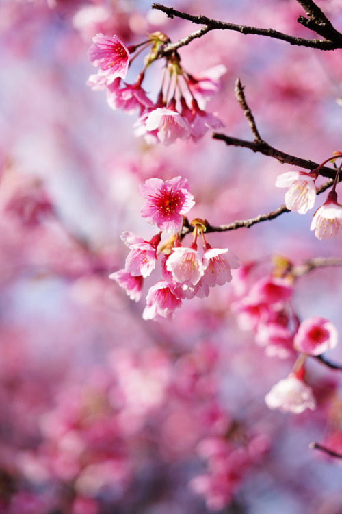 Porn drxgonfly:  Cherry Blossom (by LIU HAN-LIN) photos