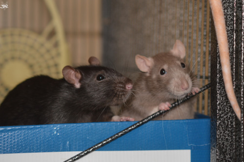 3milysrats:they look a bit like they’re waiting in line for a diving board, lmao 