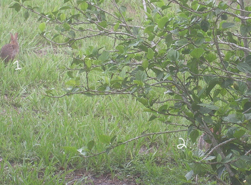 my yard is filled with cardinals and rabbits right now !!       