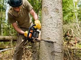 Tree Service Professionals