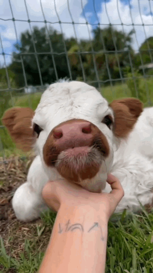 Cowsvibes On Instagram