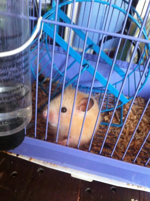 cute-hamsters:  in loving memory of Hamlet 2012-2015. she passed away peacefully in her sleep. stay spunky up there little girl