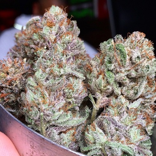 bluediamond-og:  That looks like some bomb ass StrawberrySourDiesel 😍😍