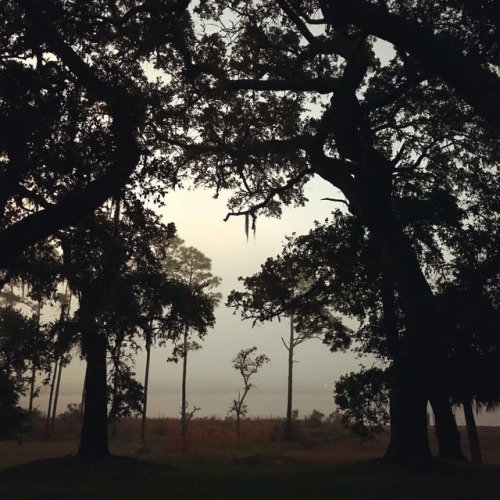 Misty morning sunrise. #southerngothic #naturephotography #southernliving #romanticlandscape