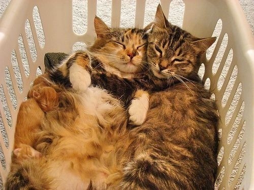 catsbeaversandducks:  Sometimes all you need is a hug. Via BuzzFeed