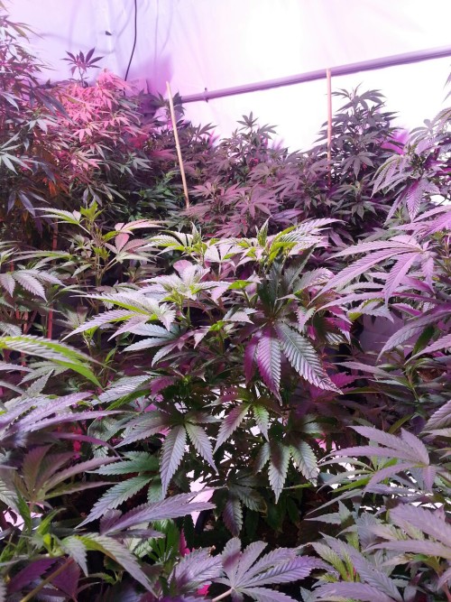Herbalized