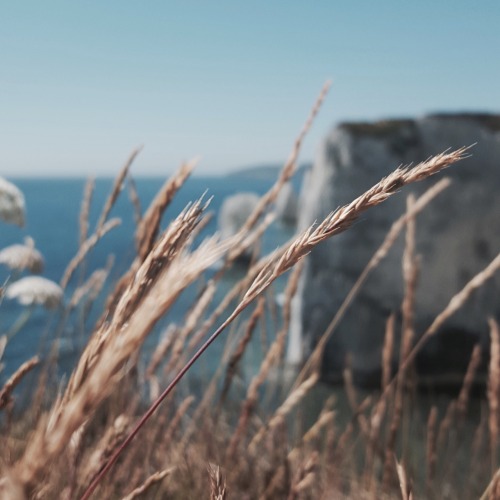 streetiphoneography:In the breeze.Old Harry Rocks, Dorset