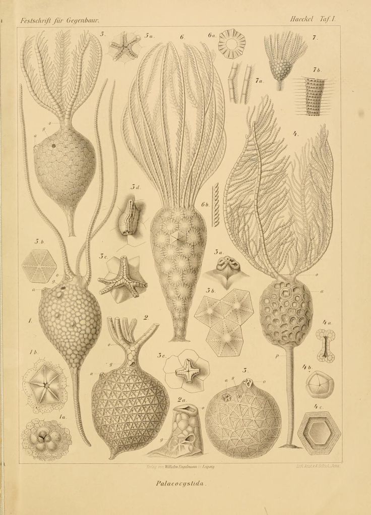 nemfrog:  Plate I. Ernst Haeckel. 1896. 