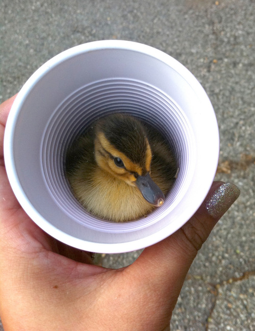 ducklingcentral: Don’t accept drinks from strangers! Unless it’s this, always accept thi