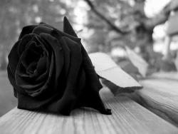 Black Rose Immortal
