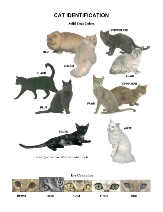 cat colours: Photo