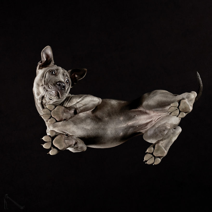 transvegetarian:  culturenlifestyle: Photographer Captures the Underbelly of Dogs