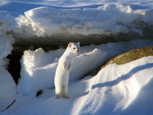 White Weasel Image, Montana - National Geographic Photo of the Day A blurry flash caught Your Shot m